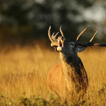 Apartment Prestige By K&n