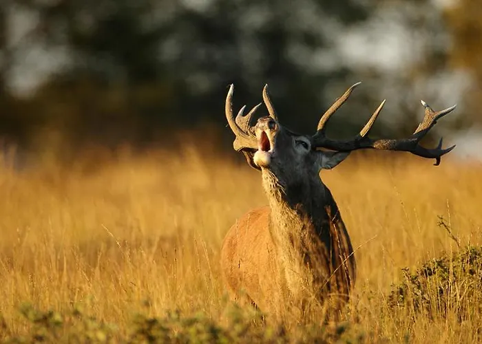 Apartment Prestige By K&n